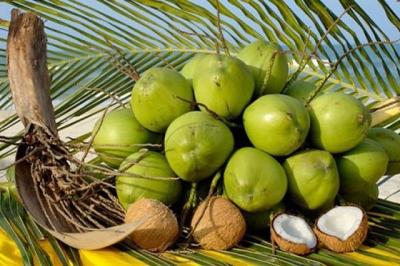 Mỹ chính thức nhập khẩu dừa Việt Nam