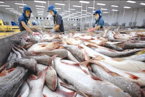 Xuất khẩu cá tra sang Mỹ giảm mạnh 76% trong tháng 1/2023