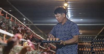 Giá trứng gà giảm còn 1.300 đồng/quả, người nuôi kêu đã cầm cố hết ’sổ đỏ của nhà và chị gái’