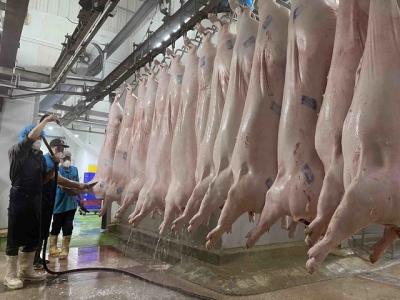 Giá lợn hơi tăng cao, người nuôi tích cực tái đàn đáp ứng nguồn cung