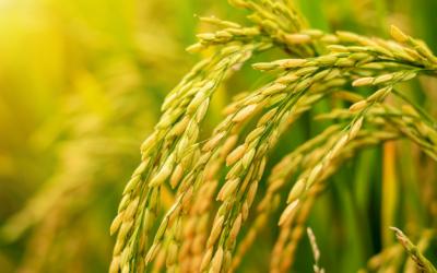 AGM đưa ra lộ trình khắc phục tình trạng cổ phiếu bị kiểm soát 