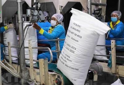 Giá gạo xuất khẩu giảm kéo giá lúa trong nước đi xuống