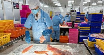 Giá xuất khẩu cá tra sẽ tăng 10%