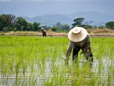 Thái Lan sẽ hỗ trợ thị trường gạo vì giá giảm