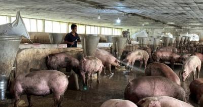 Giá heo tăng, người chăn nuôi vẫn gặp khó