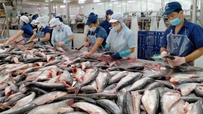 Chiến lược phát triển dài hơi để ngành cá tra vượt "cơn sóng dữ"