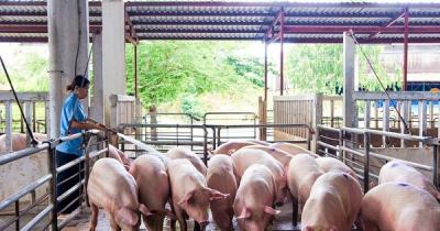 Mỗi con lợn xuất chuồng bị lỗ gần 1 triệu đồng