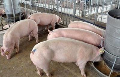 Lý do giá thịt lợn bất ngờ tăng cao kỷ lục