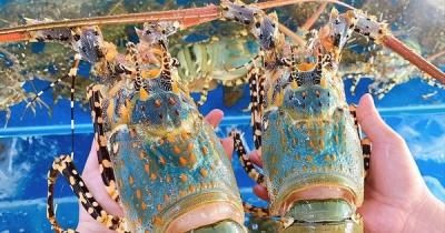 Xuất khẩu ách tắc, người nuôi tôm hùm lao đao