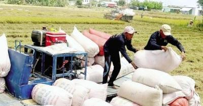Mổ xẻ tình hình giá gạo ‘chạm đáy’ ngay đầu năm