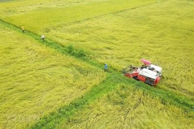 Phải nâng cao thu nhập cho người trồng lúa