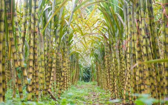 TTC AgriS (SBT) muốn huy động 500 tỷ đồng trái phiếu