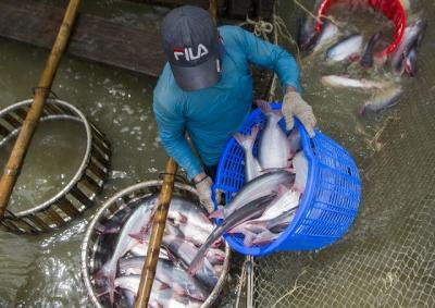 EU ghi nhận cố gắng của Việt Nam trong vấn đề ‘thẻ vàng’ thủy sản