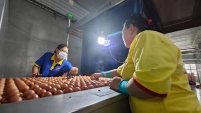 Tin vui cho trứng, thịt xuất ngoại