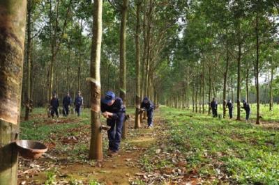 DRG quyết tâm bán hết gần 22.4 triệu cp DRI đã đăng ký