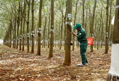 Giá thu mua cao su biến động những ngày đầu năm 2023