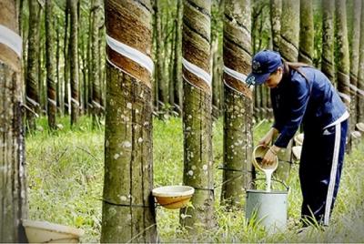 Dự báo xuất khẩu cao su năm 2025 đạt trên 11 tỷ USD