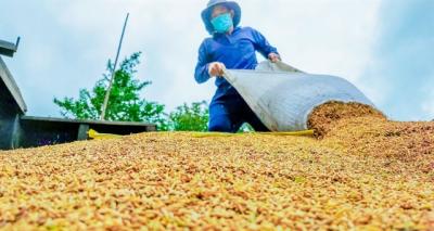 Có hơn 43 triệu tấn, giá ‘hạt vàng’ Việt Nam phá đỉnh lịch sử