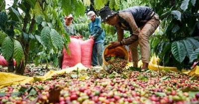Giá cà phê tăng cao kỷ lục, châu Âu chỉ trông chờ vào Việt Nam