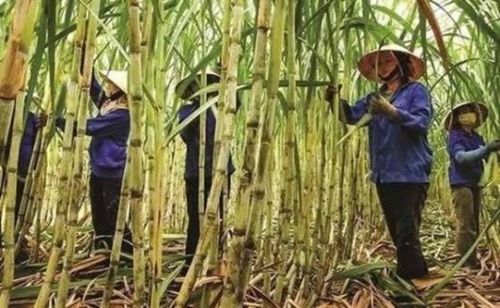Một doanh nghiệp mía đường muốn chia cổ tức tỷ lệ 100% bằng tiền