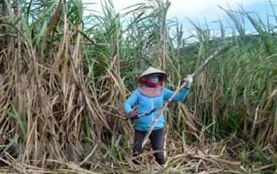Hiệp định ATIGA: Thách thức và cơ hội của ngành mía đường Việt Nam