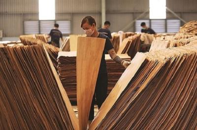 DOC chưa có quyết định cuối cùng đối với gỗ dán cứng của Việt Nam
