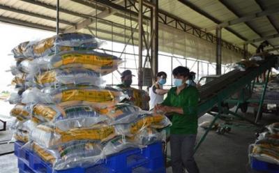 Xuất khẩu gạo của Việt Nam thiết lập kỷ lục mới về giá trị