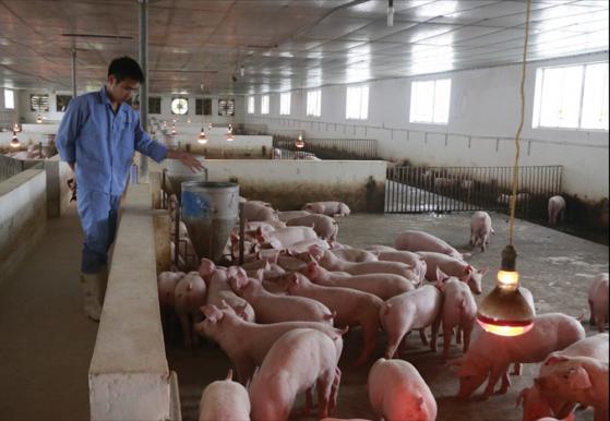 Giá heo hơi liên tục giảm mạnh, nông dân "than trời" vì lỗ vốn