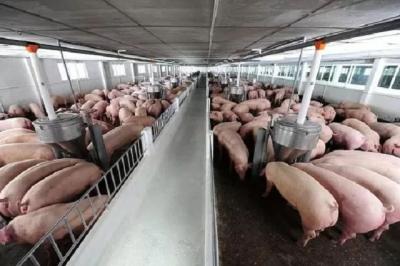 Giá heo hơi hôm nay 24/9/2024: Tiếp đà tăng cao, miền Bắc chạm ngưỡng 71.000 đồng/kg