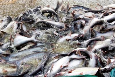Giá cá tra tại Đồng Tháp tăng, người nuôi lãi cao