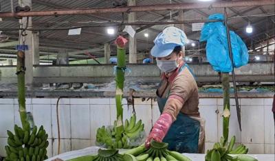 Rau quả Việt xuất sang Mỹ tăng vọt 67%, thu về hơn 300 triệu USD