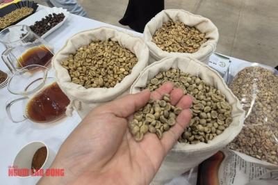Giá cà phê hôm nay 30-4: Rớt mạnh, Brazil vào mùa