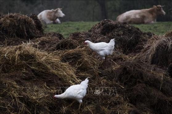 CH Séc tiêu hủy hàng trăm nghìn gia cầm để ngăn chặn dịch cúm H5N1