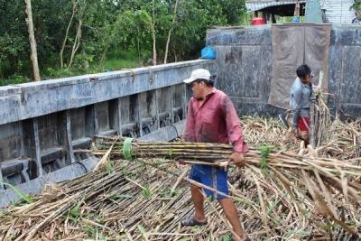 Tương lai mờ mịt cho ngành mía đường miền Tây