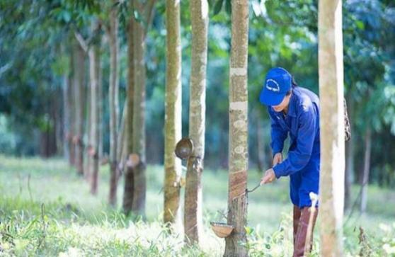Tập đoàn Cao su Việt Nam (GVR) hạ mục tiêu doanh thu và lãi ròng năm 2023