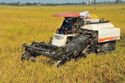 Giá lúa giảm nhưng nông dân vẫn có lời