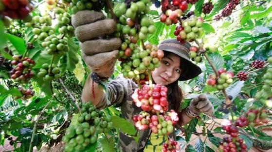 Giá cà phê hôm nay 20/10: Cao nhất 44.900 đồng/kg