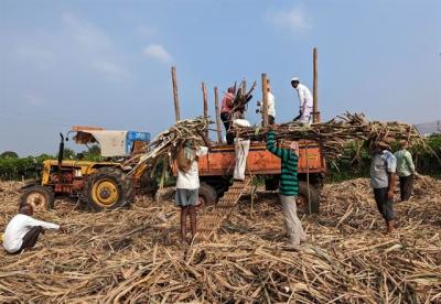 Ấn Độ tiếp tục siết xuất khẩu đường
