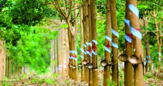 HAGL Agrico (HNG) báo lỗ kỷ lục, nâng tổng mức lỗ luỹ kế lên gần 7.000 tỷ đồng