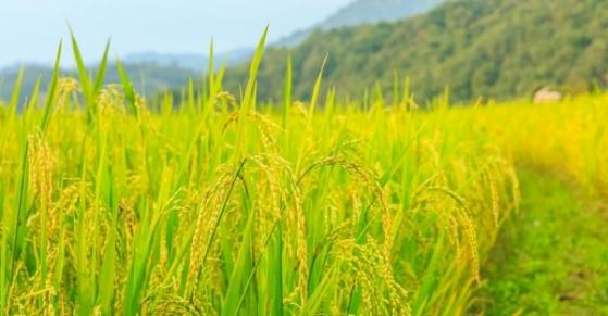 Giá lúa gạo hôm nay 18/2: Ổn định