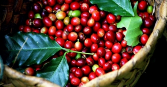 Giá cà phê hôm nay 24/2: Tăng chạm mốc 48.000 đồng/kg