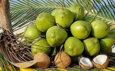 Dừa tươi của Việt Nam sẽ được nhập khẩu qua tất cả các cửa khẩu của Trung Quốc
