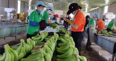 Xuất khẩu chuối với giấc mơ tỉ đô