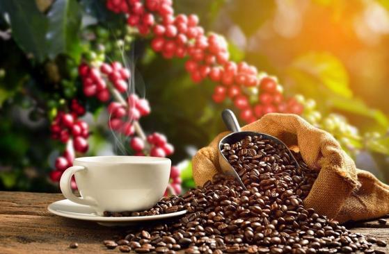 Giá cà phê hôm nay 22/11: Robusta giảm 15 USD