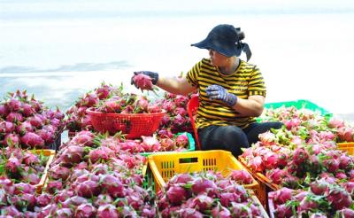 Thủ tướng chỉ đạo khẩn cấp ứng phó rủi ro truy xuất nguồn gốc với nông sản Việt tại thị trường EU