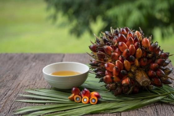 Indonesia và Malaysia có thể ngừng xuất khẩu dầu cọ sang châu Âu