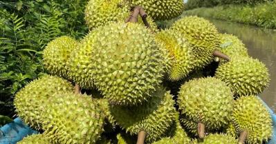 Campuchia chi tiền gấp 23 lần mua ‘trái cây vua’ của Việt Nam