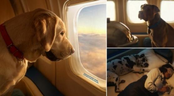Hơn cả hạng thương gia, một hãng hàng không tung gói bay dành cho thú cưng, giá vé mỗi chiều hơn 200 triệu đồng