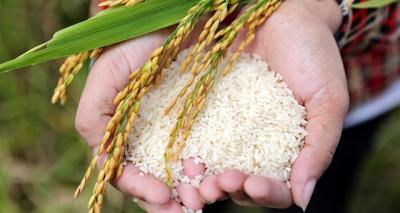 Giá gạo Việt rời xa đỉnh, hàng Thái Lan tái chiếm ngôi đầu thế giới