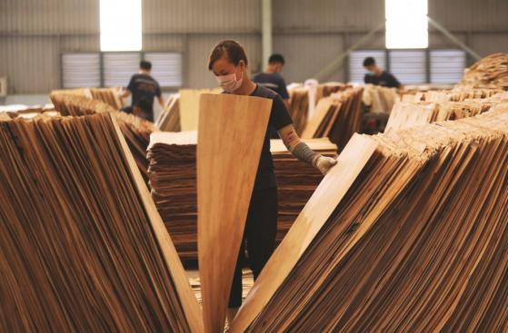 Xuất khẩu sang Hoa Kỳ sụt giảm mạnh: Bức tranh ngành gỗ khi nào 